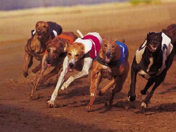 Ставкам на собачьи бега - быть. Entain и ARC заключают партнерство 
