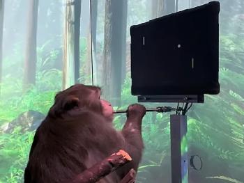 Обезьяна Илона Маска научилась играть силой мысли