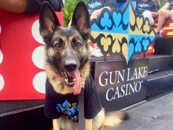 Ставка на поддержку: лапы идут по казино