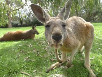 Как не играть: эксперимент из Австралии